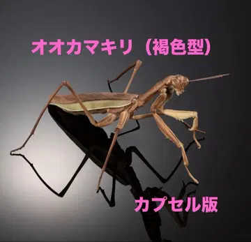 생물대도감 어드밴스 [캡슐판] 사마귀 (갈색형) 단품