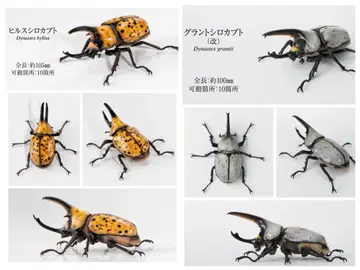 2종 세트 힐서스 가부토 그랑 가부토 생물대도감 장수풍뎅이