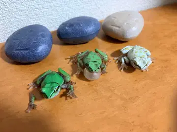 생물대도감 청개구리 2 3종류