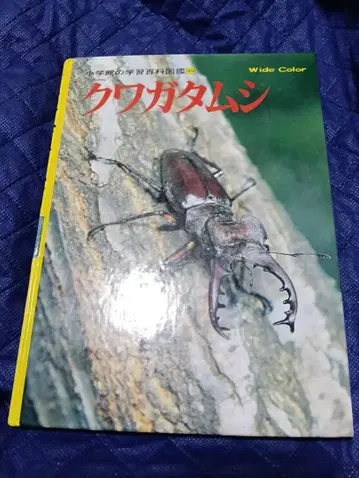 사슴벌레 곤충 도감