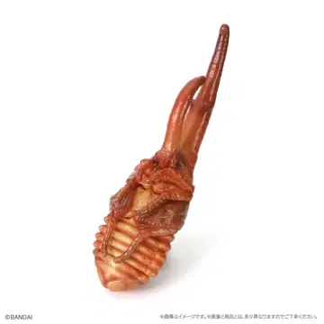 생물대도감 딱정벌레 10 헤라클레스 장수풍뎅이 (번데기)