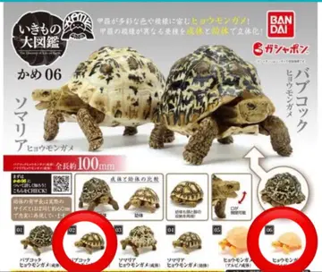 생물대도감 쁘띠 거북이 06