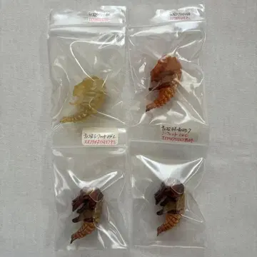 초코Q 오오쿠와가타 번데기 시크릿 제1형태~제4형태