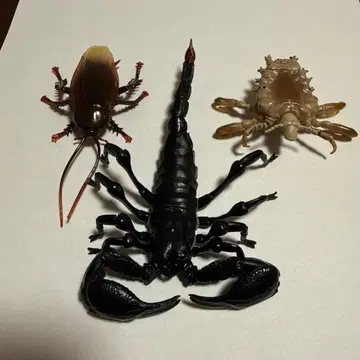 생물대도감 대왕전갈 카이요도 위생해충박람회 사면발이 검은바퀴