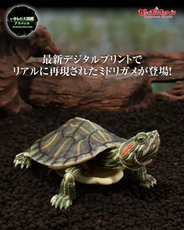 미시시피붉은귀거북 초록거북 꼬부기(제니카메) 생물대도감 거북