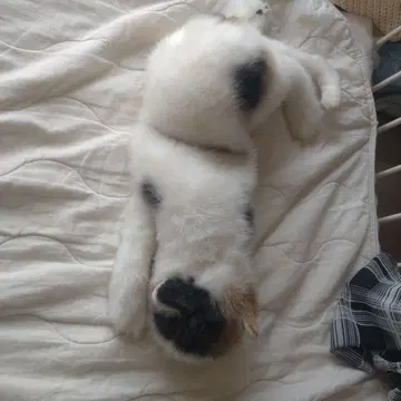 화이트 블랙 반점 고양이 봉제 인형