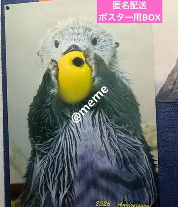 도바 수족관 랏코 메이 생일 기념 굿즈 키라짱 레몬 포스터