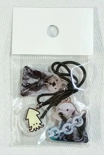 도바 수족관 랏코 키라짱 메이짱 오징어 참