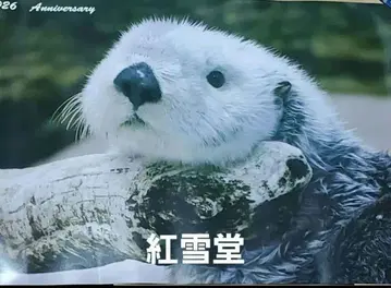도바 수족관 생일 포스터 메이 랏코