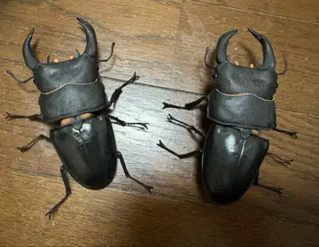생물대도감 어드밴스 사슴벌레 02 오오쿠와가타