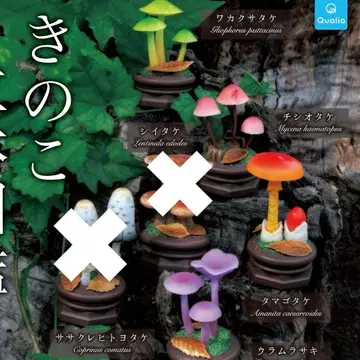버섯 입체 도감 2
