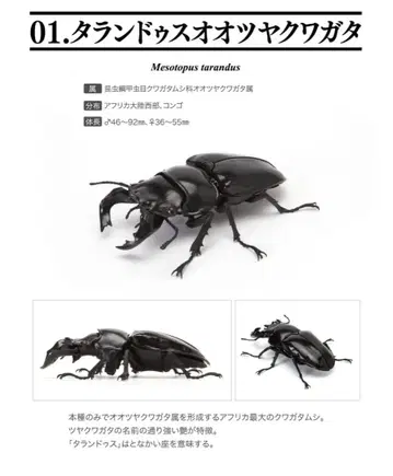반다이 생물대도감 사슴벌레 04 타란두스오오츠야쿠와가타