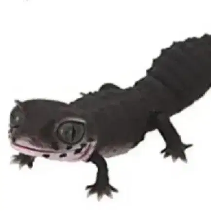 반다이 생물대도감 렙티 레오파드 게코 개별판매 가챠 가차 캡슐토이 피규어