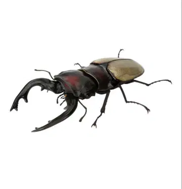 생물대도감 사슴벌레 12