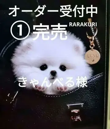 포메라니안 코기 시바견 토이푸들 치와와 요키 패널 오더 접수 중