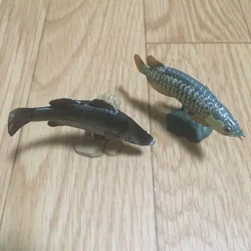 원색 담수어 도감 아카메 아로와나