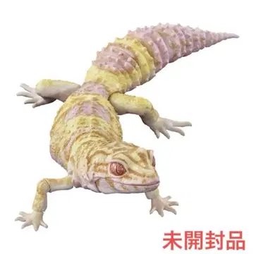생물대도감 어드밴스 레오파드게코 벨알비노