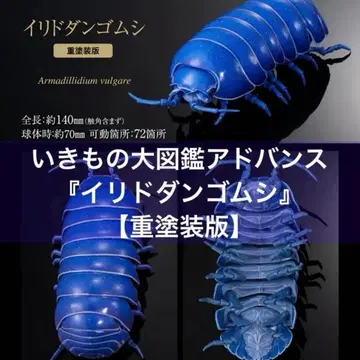 생물대도감 어드밴스 쥐며느리 중 페인팅판 이리도 쥐며느리 온라인판