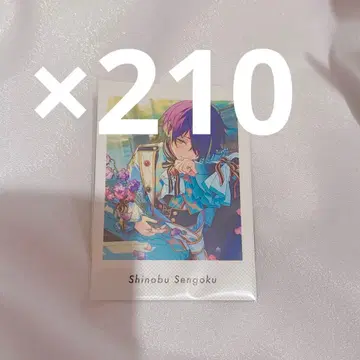 센고쿠 시노부 앙스타 파샤츠 210장 세트