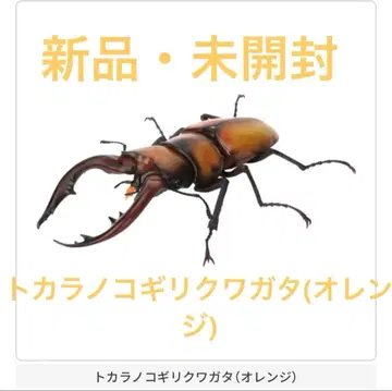 새상품 미개봉 토카라사슴벌레(오렌지) 생물대도감 장수풍뎅이12