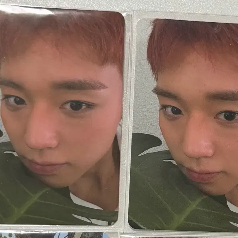 Park Jihoon Reflect beatroad album wts (pochacco ver) | Bunjang Global