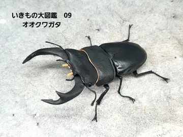 생물대도감 09 오오쿠와가타 사슴벌레
