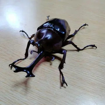 야마토 장수풍뎅이 개 생물대도감