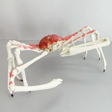 생물대도감 게 02 다카아시 게 가챠