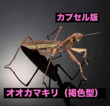 생물대도감 어드밴스 [캡슐판] 왕사마귀 (갈색형) 단품