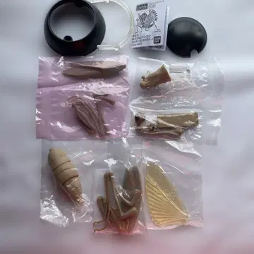 가샤폰 [ 생물대도감 ] 넓적사마귀(갈색형) 복부 일반 버전
