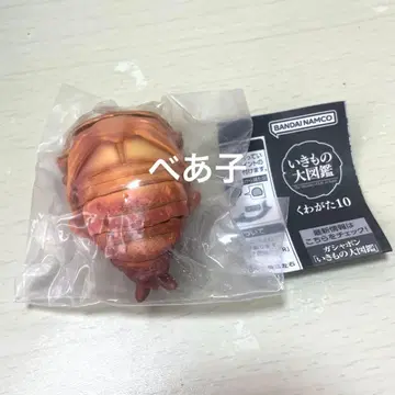 생물대도감 사슴벌레 10 오오쿠와가타(번데기) 가챠가챠