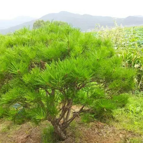 소나무 반송 판매합니다.전원주택 정원,골프장 공원 등등