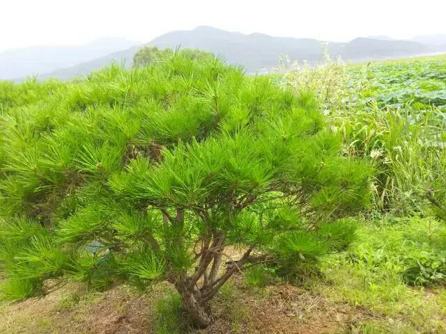 소나무 반송 판매합니다.전원주택 정원,골프장 공원 등등