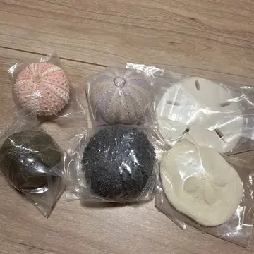 네이처 테크니컬러 MONO+ 성게 껍데기 마그넷 6개 세트