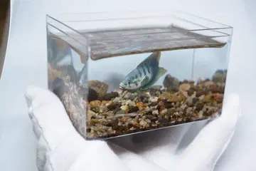 조선붕어 상자 안의 미니 디오라마