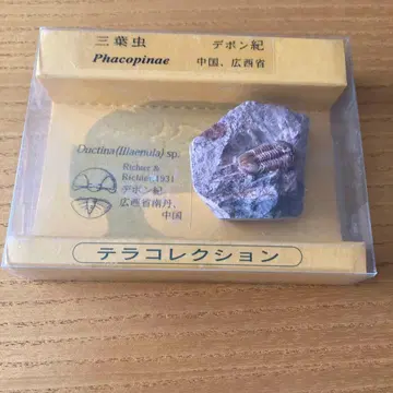 삼엽충 화석 데본기 빨간색 파코피나 경품류