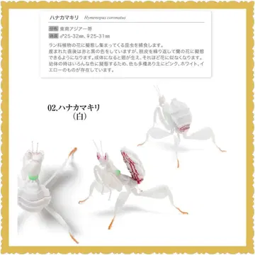 생물대도감 사마귀 03 하나사마귀 화이트 새상품
