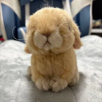 토끼 봉제 인형 오르골 포함