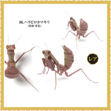 생물대도감 사마귀 03 넓적사마귀 브라운 유체 레어 새상품