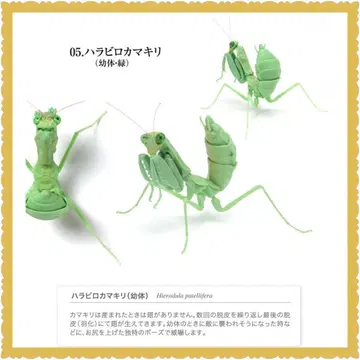 생물대도감 사마귀 03 넓적사마귀 유체 그린 새상품