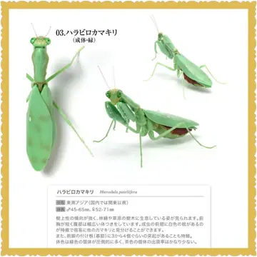 생물대도감 사마귀 03 넓적사마귀 성체 그린 새상품