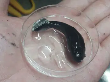 헤도라 유체
