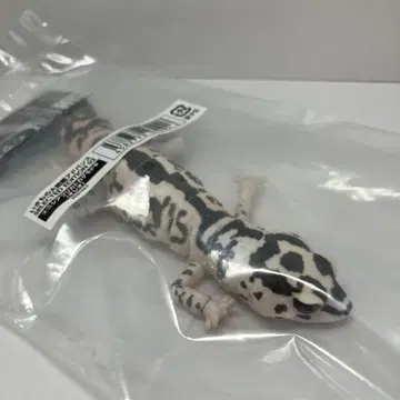 [ 생물대도감 어드밴스 ] 니시아프리카도마뱀붙이 ( 올레오 )