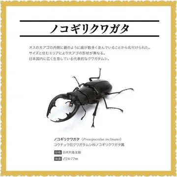 생물대도감 사슴벌레 03 노코기리사슴벌레 블랙 새상품