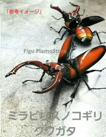 생물대도감 사슴벌레 05 미라빌리스 노코기리 사슴벌레