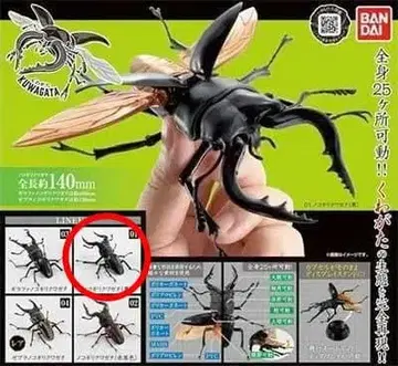 반다이 생물대도감 사슴벌레 01 넓적사슴벌레 블랙
