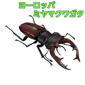 생물대도감 유럽 넓적사슴벌레 (빨간색)