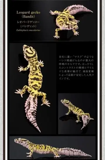 생물대도감 어드밴스 [ 레오파드게코(밴디트) ]