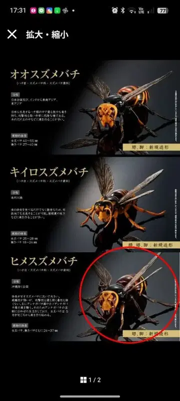 생물대도감 어드밴스 말벌 히메말벌