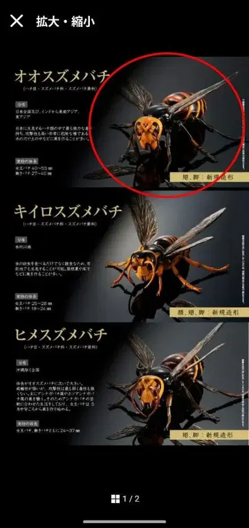 생물대도감 어드밴스 말벌 오오말벌